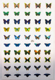 Holographic butterfly